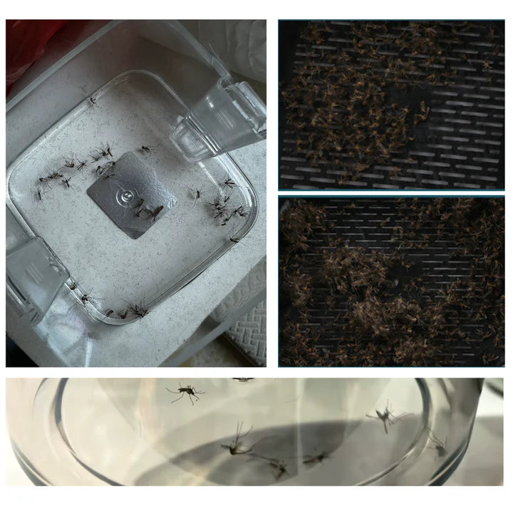 Mosquito Trap Indoor